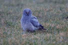 SOVON Vogelonderzoek Nederland Landelijke Dagen Nederland SOVON Vogelonderzoek Dé gebeurtenis van voor veel medewerkers van SOVON was ongetwijfeld naar het terrein van de Radbout Universiteit