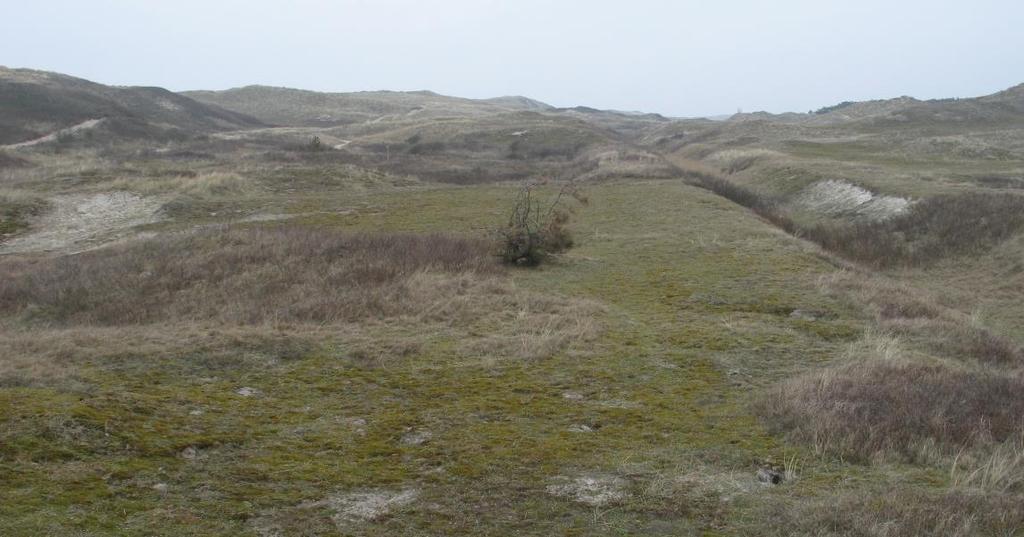 In de Noordduinen aan weerszijden van de Strandslag Duinoord is de begroeiing kortgrazig, leven Konijnen en broeden nog Tapuiten (foto: Bas Arens).