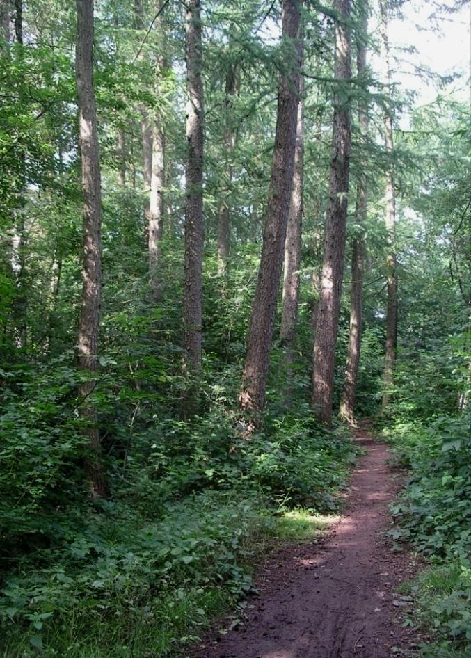 De ondergroei is net als in het noordelijk eikenbos goed ontwikkeld. De rijke struiklaag bestaat ook hier uit inheemse soorten zoals vlier, lijsterbes en hazelaar.