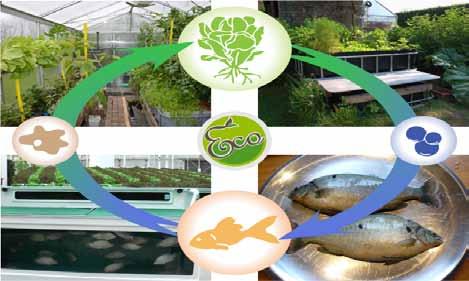 4. Aquaponic (www.aquaponic.be), een systeem om zelf (kleinschalig) ecologisch vis te kweken.