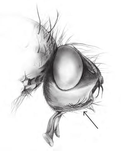 scheiden richting nestuitgang en maken ook in de buitenste nestafdichting een gaatje. Hier kunnen zij in het voorjaar als volwassen vlieg door naar buiten kruipen.