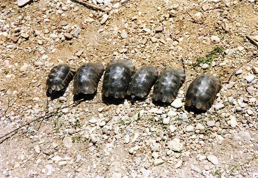 T. marginata, Peloponnesos (foto Hans Wondergem) hobbytijdschriften en publicaties op internet duiken regelmatig de volgende namen op: Testudo marginata marginata Testudo (marginata) weissingeri