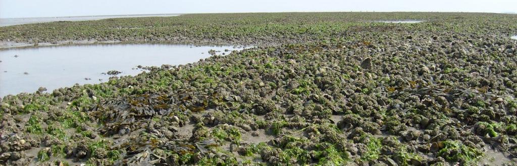 Uitheemse/invasieve soorten In het Wadden Sea Plan 2010 worden uitheemse soorten/invasieve soorten benadrukt als een bedreiging voor de Waddenzee.