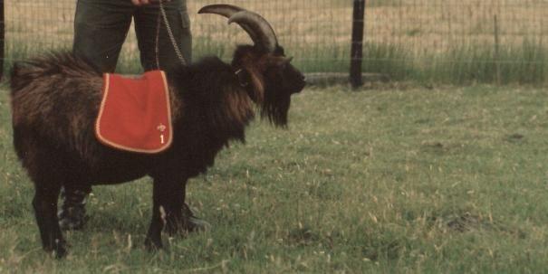 26 mascotte van de Royal First Ere-Korporaal Jeroen van de Franjehoeve, mascotte van de Royal First In 1981 en dat in het kader van de bevelsoverdracht van de 1ste Cie (de Royal First) van het