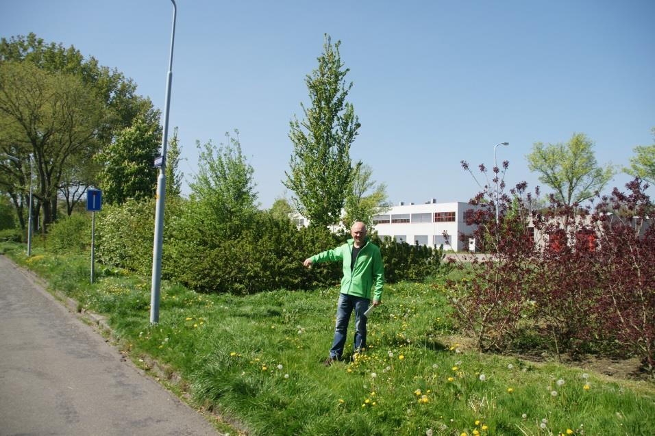 Openbaar groen in de wijk. Bij Dorpstraat 52 t/m 54 ontbreken diverse plantjes lavendel, bewoners zeggen dat ze herhaaldelijk gevraagd hebben om bij te planten. Tot op heden is dat niet gelukt.