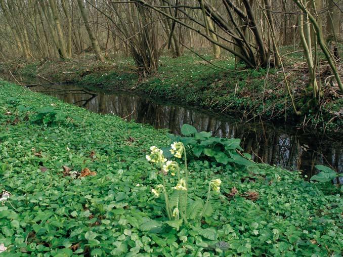 20 BOSrevue 34 Figuur 3: Oudbosplanten (slanke sleutelbloem, bosanemoon en gevlekte aronskelk) koloniseren recent bos (voorgrond, met dominantie van speenkruid) vanuit oud bos (achter de gracht).