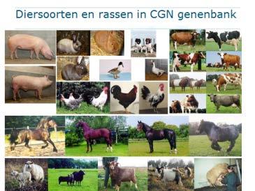 Rol van CGN: onze Genenbanken Groentengenenbank - internationaal 20 gewassen 22.