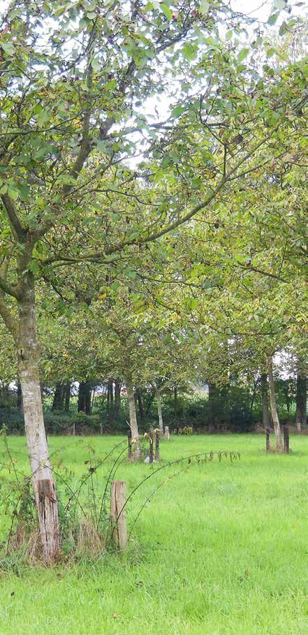 4. Walnoten Walnoten zijn bomen voor de lange termijn. De notenopbrengst komt pas na een jaar of acht op gang en de opbrengst varieert van jaar tot jaar.