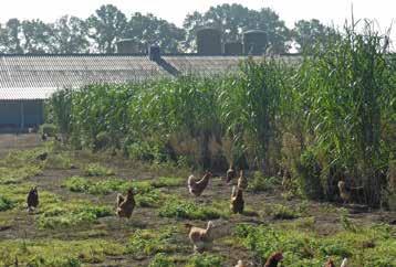 5. Regelgeving van KAT en Skal over beplanting in de kippenuitloop Verder lezen Skal controleert op biologische pluimveebedrijven of ze voldoen aan de EU-regelgeving voor biologische productie.