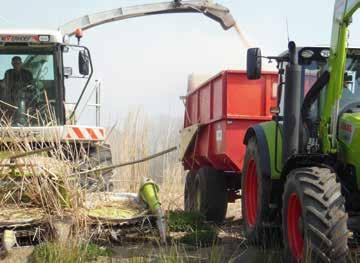 Daarna wordt het handmatig onkruid schoffelen en als het onkruid groter wordt is de maatregel uit de grond trekken, omknakken of met de bosmaaier afmaaien.