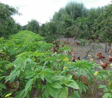 Johan en Jantine Verbeek uit Renswoude hebben in twee fasen respectievelijk 50 en 70 halfstam fruitbomen geplant: appel, peer, pruim en kers.