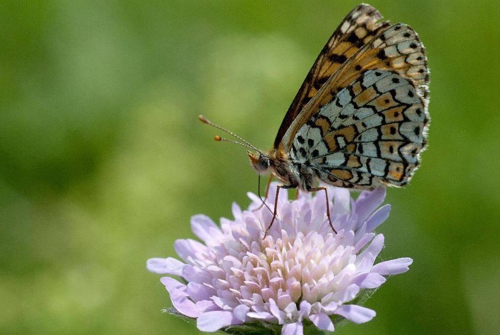 Figuur 5. Vlinder in bloemrijk grasland. Foto eigendom van Frederique de Bruijn.
