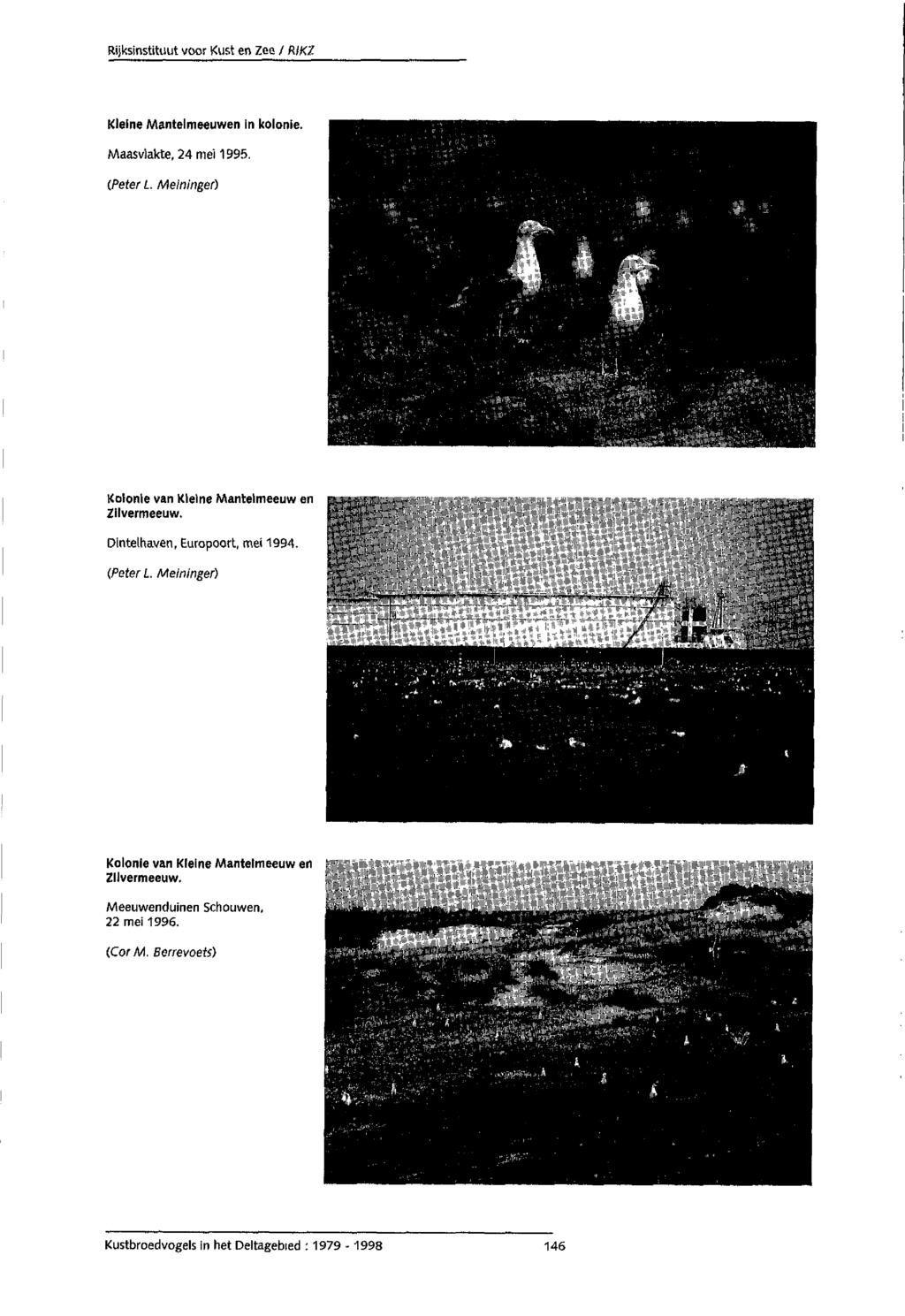 Kleine Mantelmeeuwen in kolonie. Maasvlakte, 24 mei 1995. (Peter L. Meininger) Kolonie van Kleine Mantelmeeuw en Zilvermeeuw. Dintelhaven, Europoort, mei 1994.