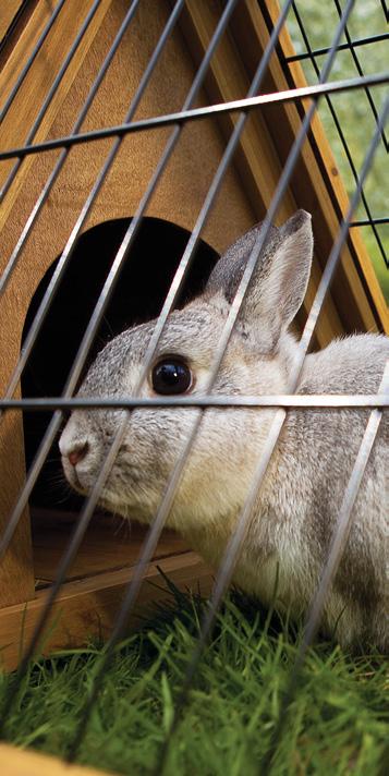 Kijk voor al onze dierenartsklinieken op ranzijn.nl/dierenarts Vezelrijke voeding voor jouw konijn!