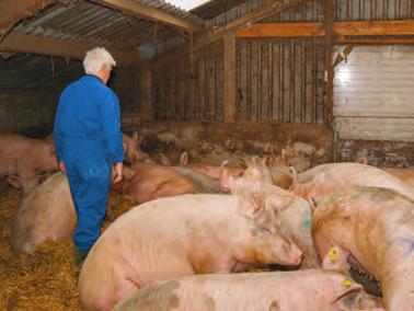 Stress en verminderde weerstand Afb. 1.4 Een rustige voorspelbare omgang van de varkenshouder voorkomt stress bij de varkens.