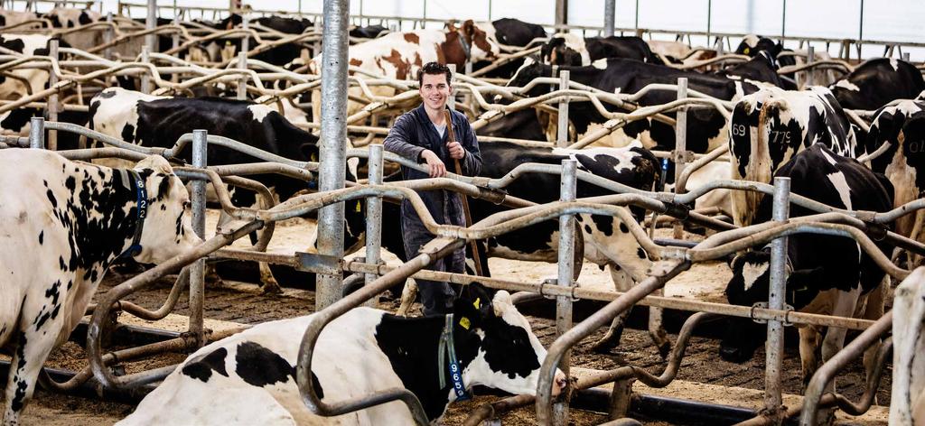 Kennis van de branche Investeren in een comfortabele, veilige en schone leefomgeving voor koeien betaalt zich altijd terug. In dierenwelzijn én in productie.