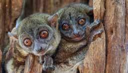 23-DAAGSE APENHEUL & MATOKE TOURS REIS "Een prachtige reis langs alle parken en het hoogland, een grote verscheidenheid aan lemuren, natuurbescherming in Mandrava Forest en Sahamalaza en een tropisch