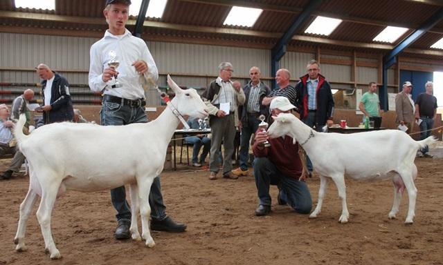 16-08-2014: Nationale NCW-geitenkeuring -Jubbega Er werden 15 Witte lammeren en 10 Witte geiten gekeurd.