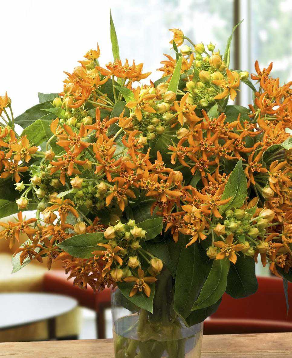 Newbiscus Asclepias Beatrix