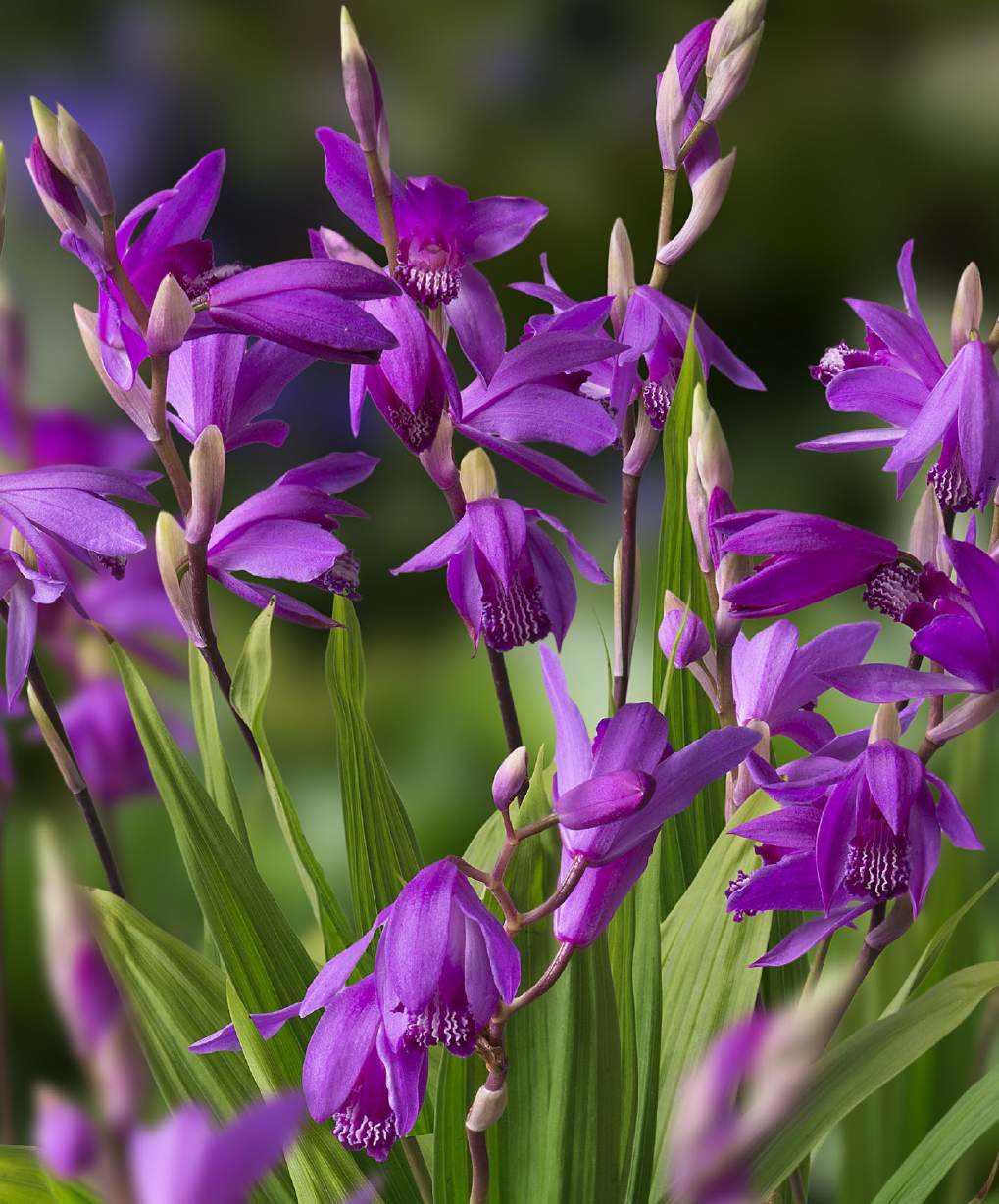 Bletilla striata Alba