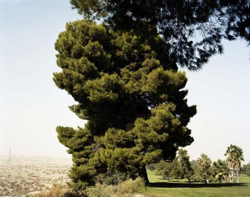 TA F T ( C A ), 2 0 0 8 De Buena Vista Golf Course afficheert zich als een groene oase.