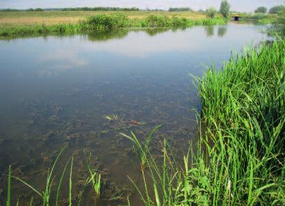 Waterpeilverschil mei-juli (10 jaar lopend gemiddelde) 150-100 - van de IJssel (Arnhem Zwolle) groeien minder waterplanten dan verwacht.