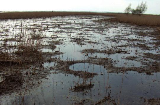 Om dit te onderzoeken zijn langs de oevergebieden van verschillende grootschalige wateren in Nederland in drievoud, omgaasde (exclosures) en (nietomgaasde) referentievakken uitgezet van 10 m breed en