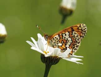 De kleine heivlinder leeft op stuifzanden en komt op nog maar één plek in Nederland voor.