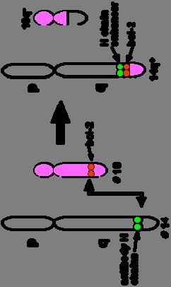 BCL2 BCL2 is een proto-oncogen op chromosom 18 en is onderdeel van de familie van regulatoren van apoptose.