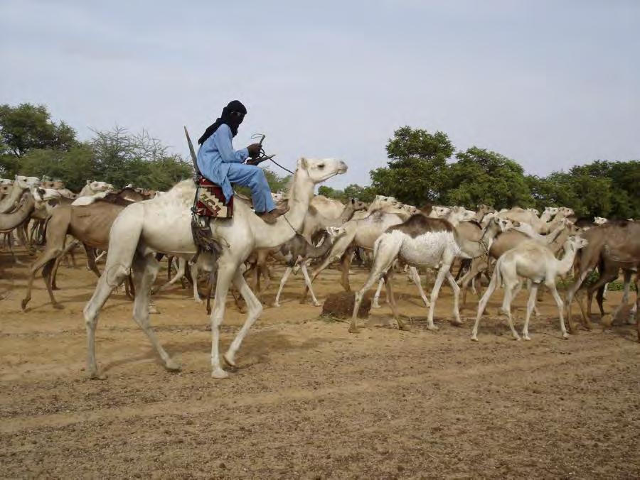 WFP/ Marcus Prior Naast geiten worden ook schapen en