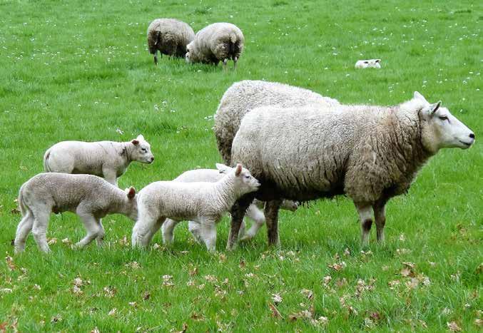 Bij de schapen Netalskoeienetenschapenookdeheledaggras. Nodig: Emmermetbeetje Schapenzijnkuddedieren.Zeblijvengraagbijelkaar. voer HoeveeldierenheeYdezekudde? Staanzebijelkaar?