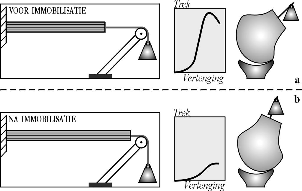 Naarmate de immobilisatie langer duurt, neemt de ernst van deze beperkingen toe.