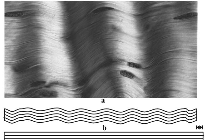 Figuur 9. a. Collageen bindweefsel (pezen) met een gegolfde structuur (wavy formation).