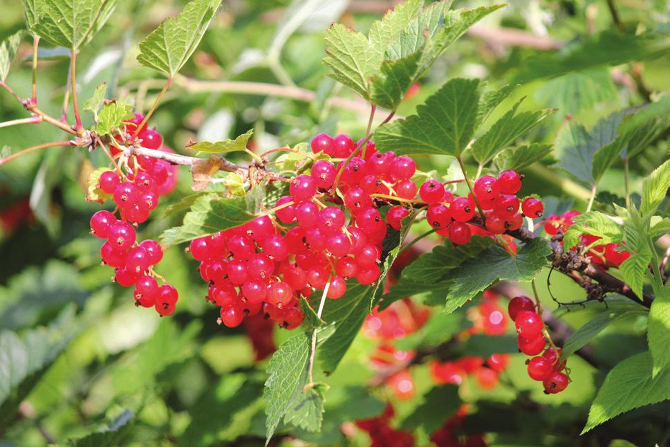 Cornus sanguinea ( rode kornoelje): Een bladverliezende heester die tot 3 meter kan uitgroeien.