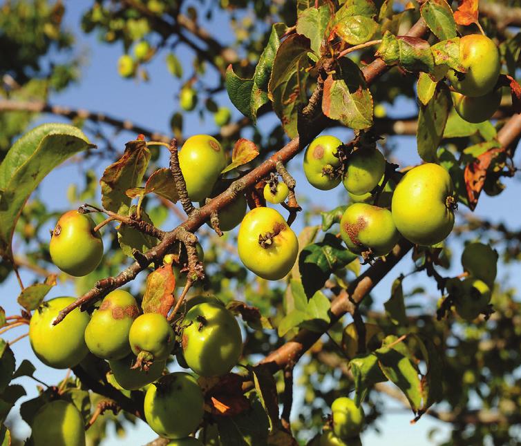 En in de winterperiode siert de kornoelje zijn bloedrode takken. Ribes rubrum (bosaalbes): Deze bladverliezende heester kan uitgroeien tot 1.5/2 meter.