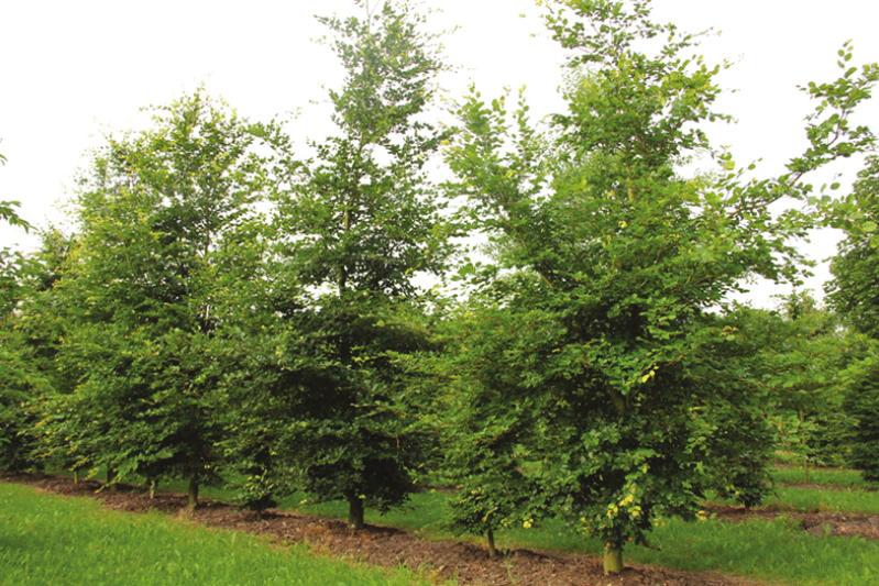 In het najaar geeft de wilde appel kleine geel/oranje kleurige appels. Euonymus europaeus ( kardinaalsmuts): Deze bladverliezende heester kan uitgroeien tot 5 meter.