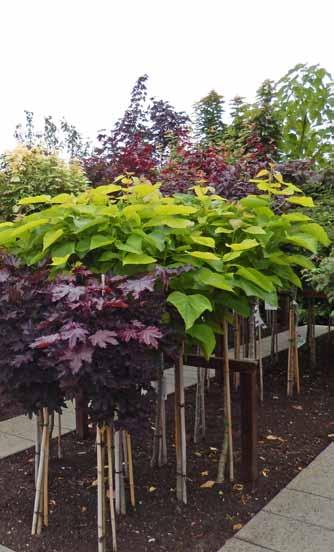 Cornus kousa 