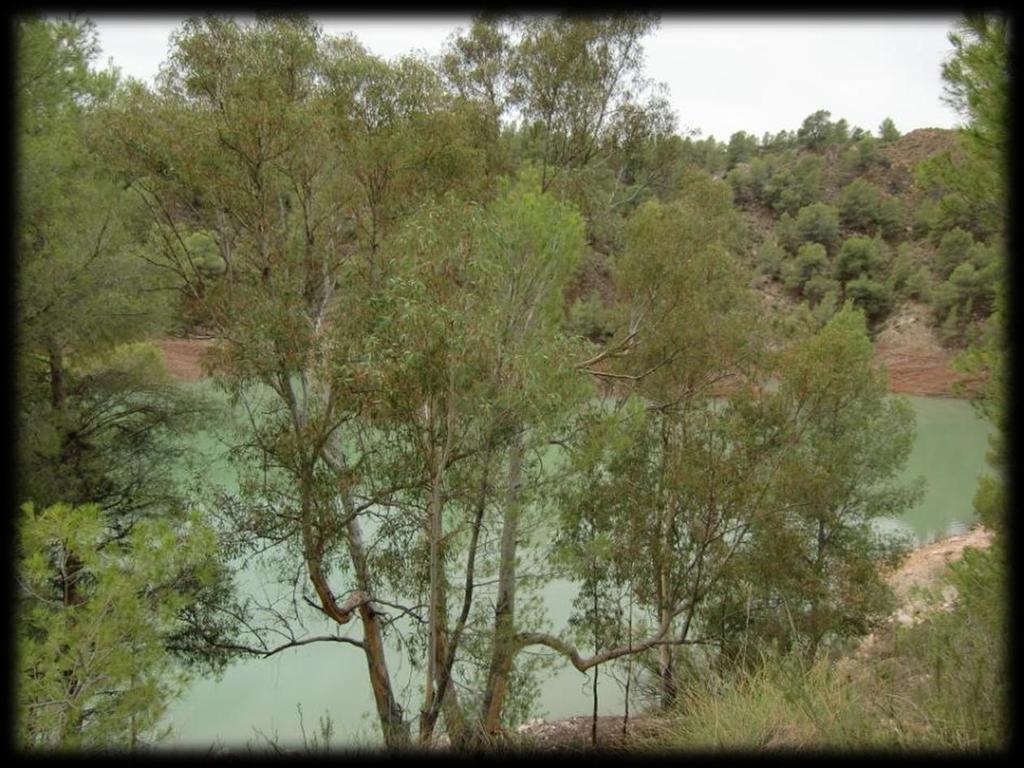 Rond het meer staan enkele eucalyptusbomen ook wel koortsboom genoemd.