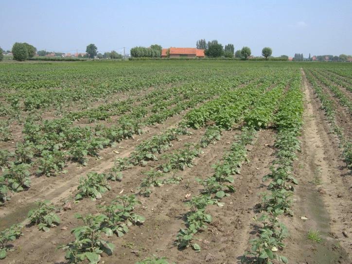 De proef werd aangeplant op het proefbedrijf biologische landbouw van Inagro te Beitem. Het proefperceel betreft een zandleembodem. Aardappelen worden er geplant in een zesjarige rotatie.