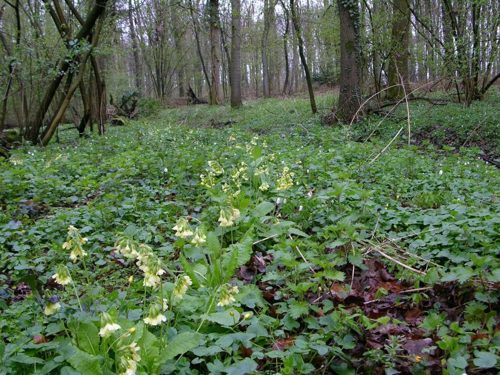 Plantadvies voor bomen en struiken Medewerkers van Staring Advies hebben een uitgebreide kennis van bos, landschap en ecologie en kunnen eigenaren en beheerders van bossen, landschappelijke