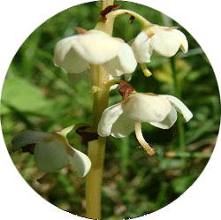 Ze groeit in groepjes, de bloemen bevatten geen nectar en worden niet door insecten bezocht.