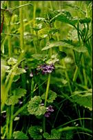 HONDSDRAF - Ground Ivy - Glechóma hederácea.