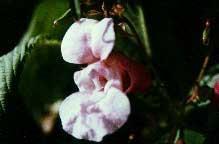 chakra's en helpt bij het bewust maken van blokkeringen m.b.t. de ontwikkeling. REUZENBALSEMIEN - Impatiens - Impatiens glandulifera.