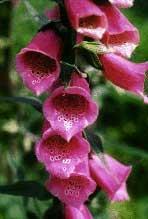 VINGERHOEDSKRUID - Foxglove - Digitalis purpurea. Om verder te gaan als het denken. Brengt rust in je denken om zo instaat te zijn om weer contact met je hart te maken.