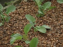 Mulch je bodem en breng hem tot leven! Mulchen is h toedekken van de bodem m een laag organisch materiaal. Gebruik herfstbladeren, grasmaaisel, houtsnippers of compost.
