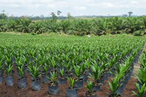 Dalende verkoopprijzen voor palmolie en rubber en een verhoging van de productiekosten zijn de voornaamste oorzaken voor de daling van de bedrijfsresultaten met 25,0% Het resultaat vóór IAS41,