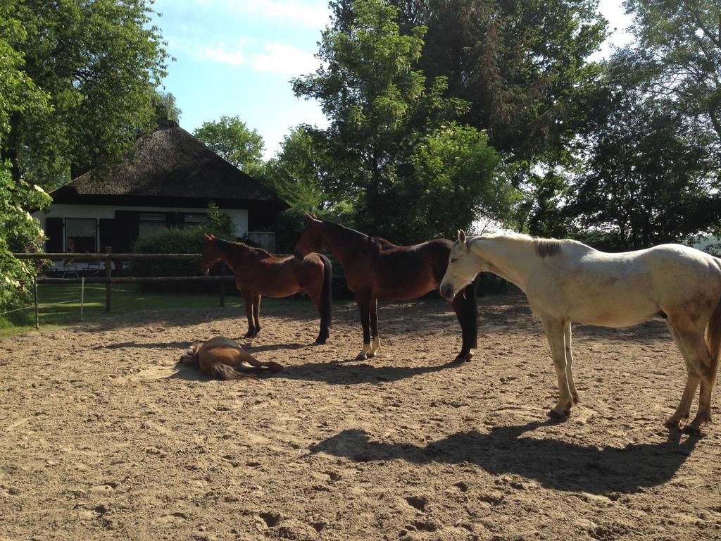 De veiligheid van mens en paard staat altijd voorop. De sessies vinden plaats in volledige privacy en vertrouwelijkheid. Wij werken met een werkboek.