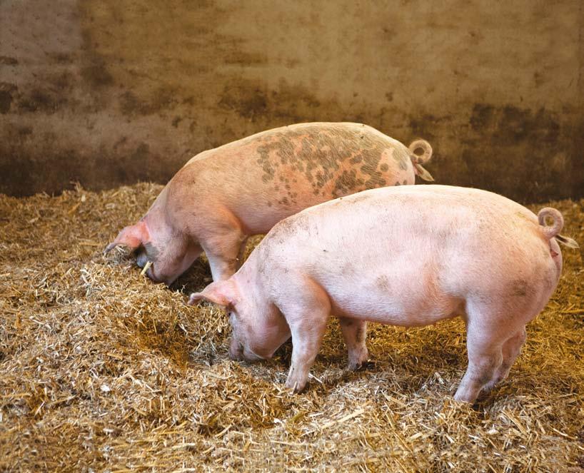 In de supermarkt vind je tegenwoordig gelukkig veel biologische producten. Je herkent ze aan het groene blaadje, het Europese keurmerk dat streng gecontroleerd wordt.