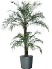 Olijfboom Phoenix Robelini Raffis palm Zinken vaas gevuld H 2,5 m H 2,5 m H 2,5 m vullen