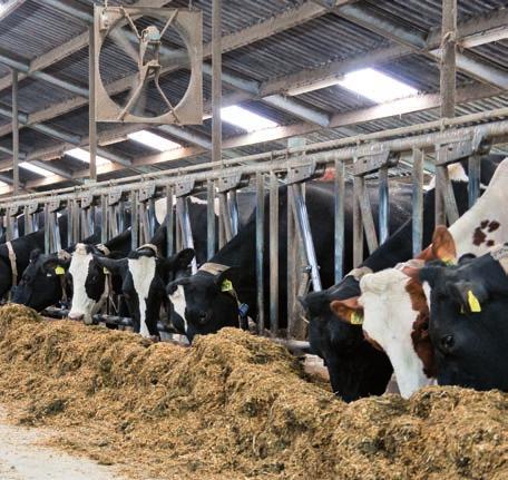 We moeten als melkveehouderĳ daarom oppassen dat we het eenzĳdige kengetal voerefficiëntie op dit moment niet te belangrĳk maken, stelt Thĳs.